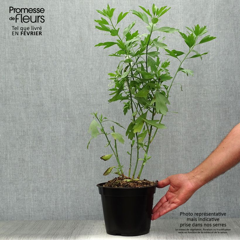 Ejemplar de Romneya coulteri - Arbol de las amapolas Maceta 2L/3L entregado en otoño