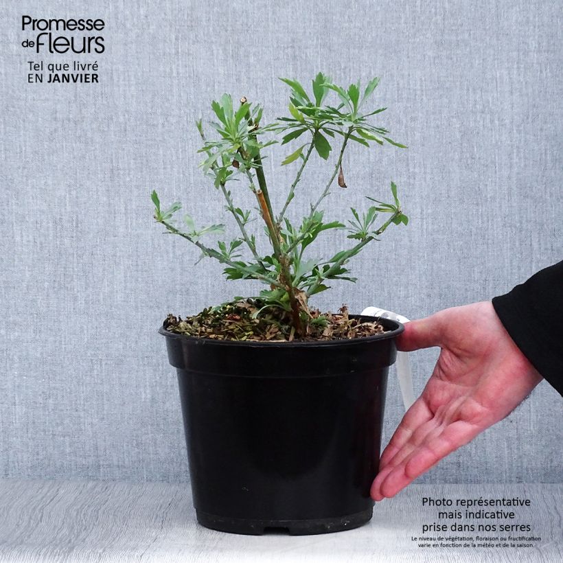 Romneya coulteri - Arbol de las amapolas Maceta 2L/3L Ejemplar entregado en invierno