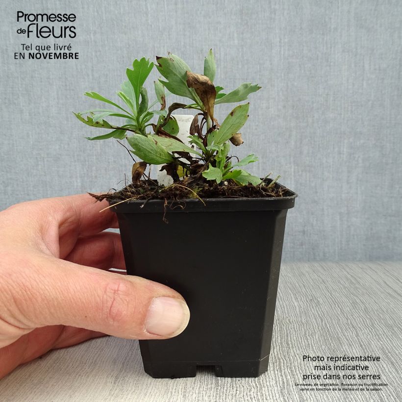 Ejemplar de Romneya coulteri - Arbol de las amapolas Maceta de 8/9 cm entregado en otoño