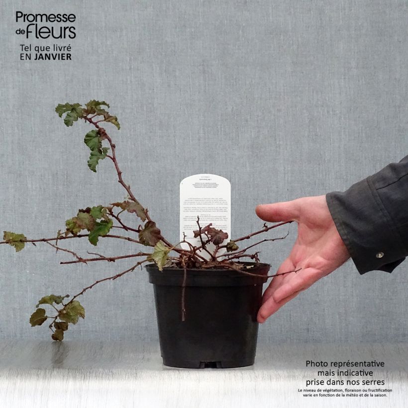 Rubus tricolor Betty Ashburner - Zarza Maceta 1,5L/2L Ejemplar entregado en invierno