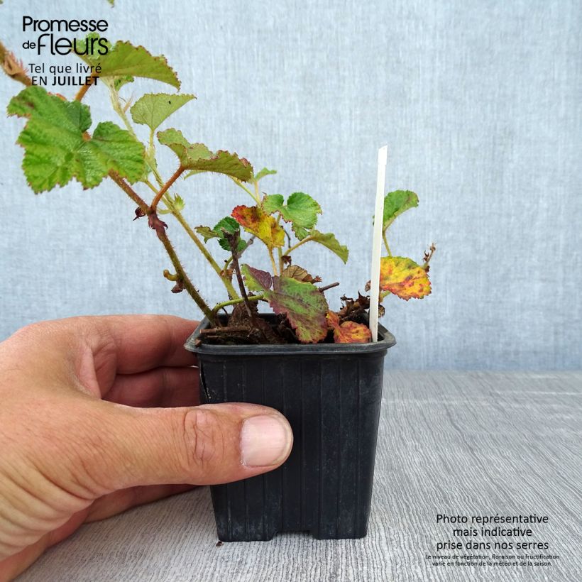 Ejemplar de Rubus tricolor Betty Ashburner - Zarza Maceta de 8/9 cm entregado en verano