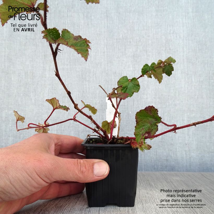 Rubus tricolor Betty Ashburner - Zarza Maceta de 8/9 cm Ejemplar entregado en la primavera