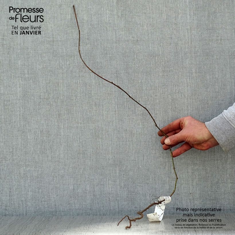Zarzamora - Rubus fruticosus Raíces desnudas, Formación arbustiva Ejemplar entregado en invierno