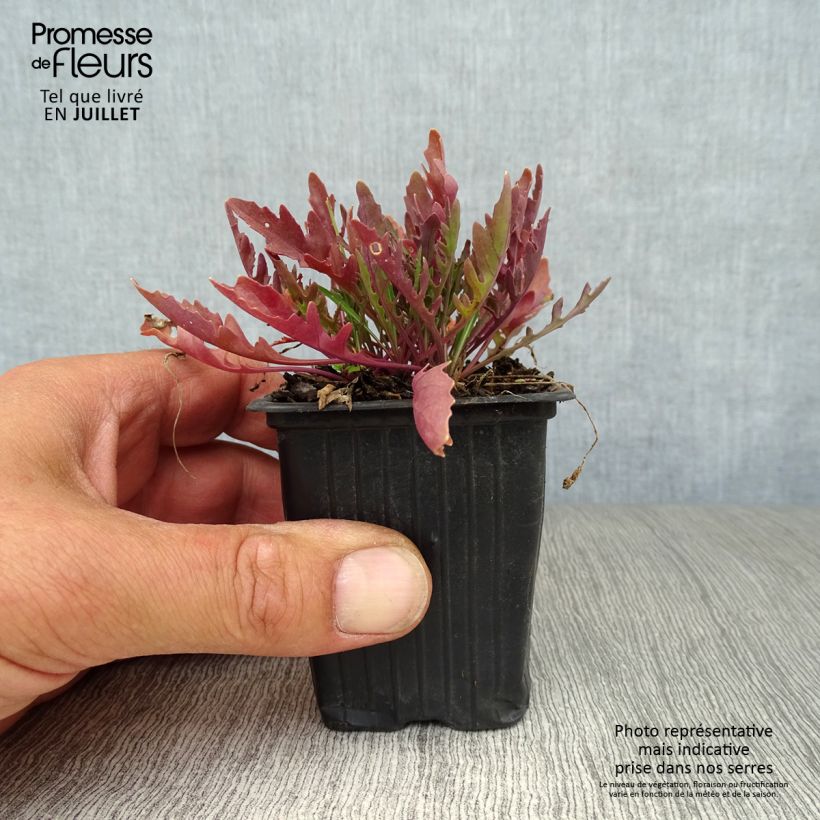 Ejemplar de Rabaniza BIO Maceta de 8/9 cm entregado en verano