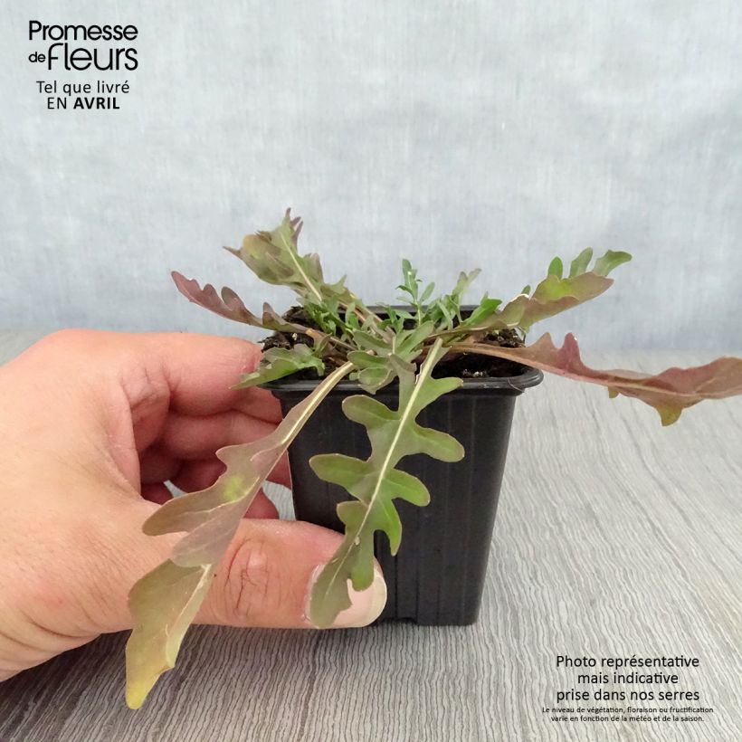 Rabaniza BIO Maceta de 8/9 cm Ejemplar entregado en la primavera