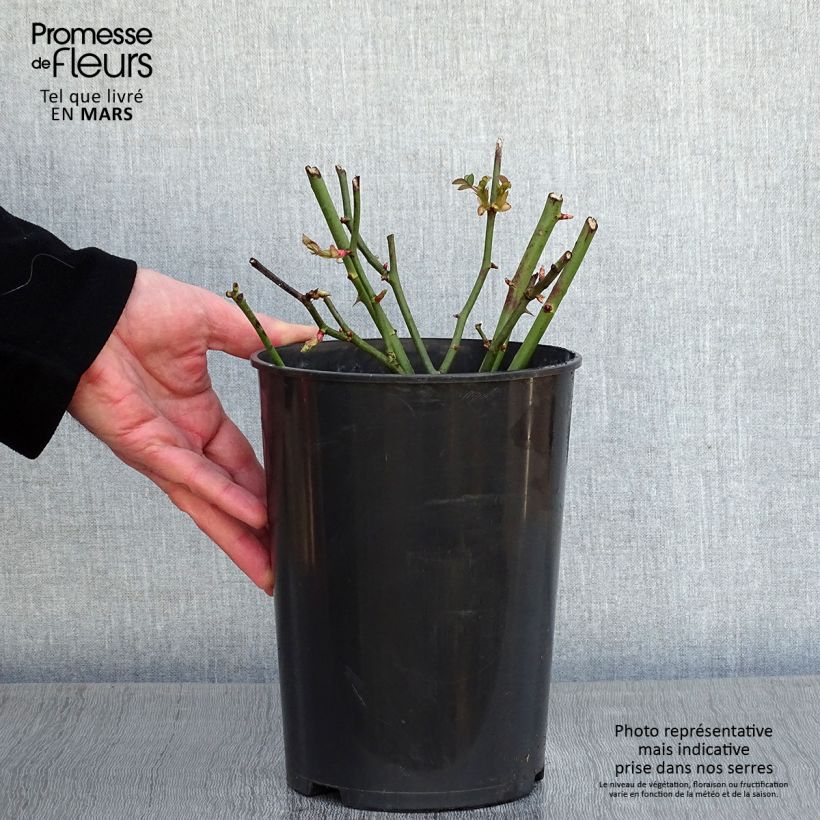 Rosa polyantha Golden Border Maceta 3L/4L Ejemplar entregado en invierno