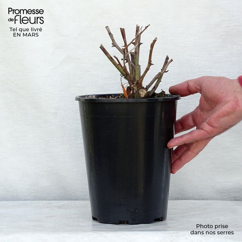 Rosal polyantha Louis Blériot Maceta 4L/5L Ejemplar entregado en invierno