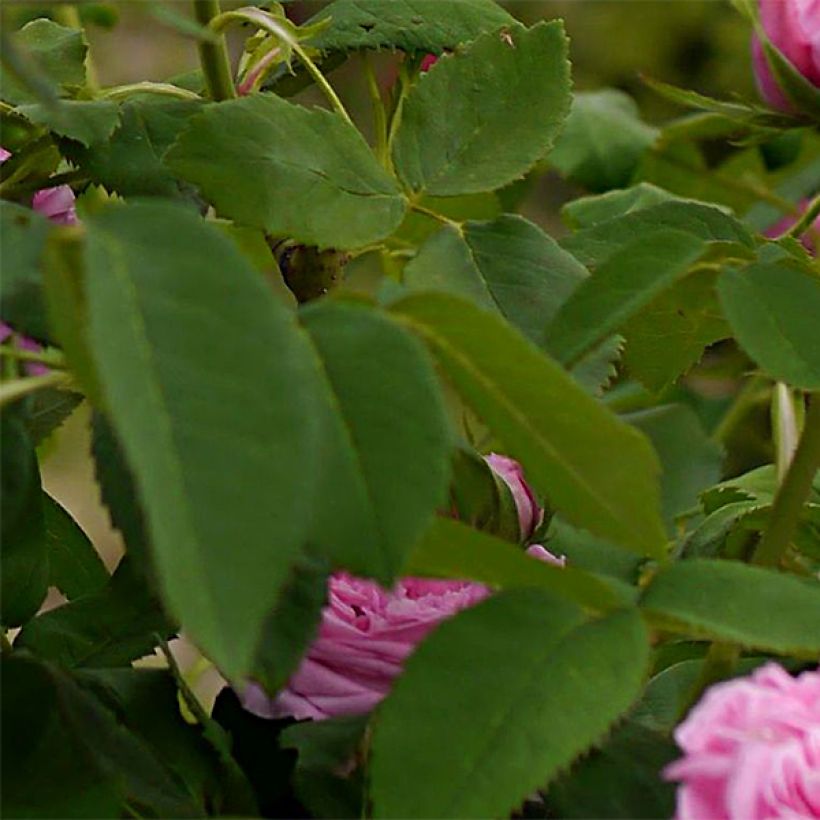 Rosal Portland Yolande d’Aragon (Follaje)