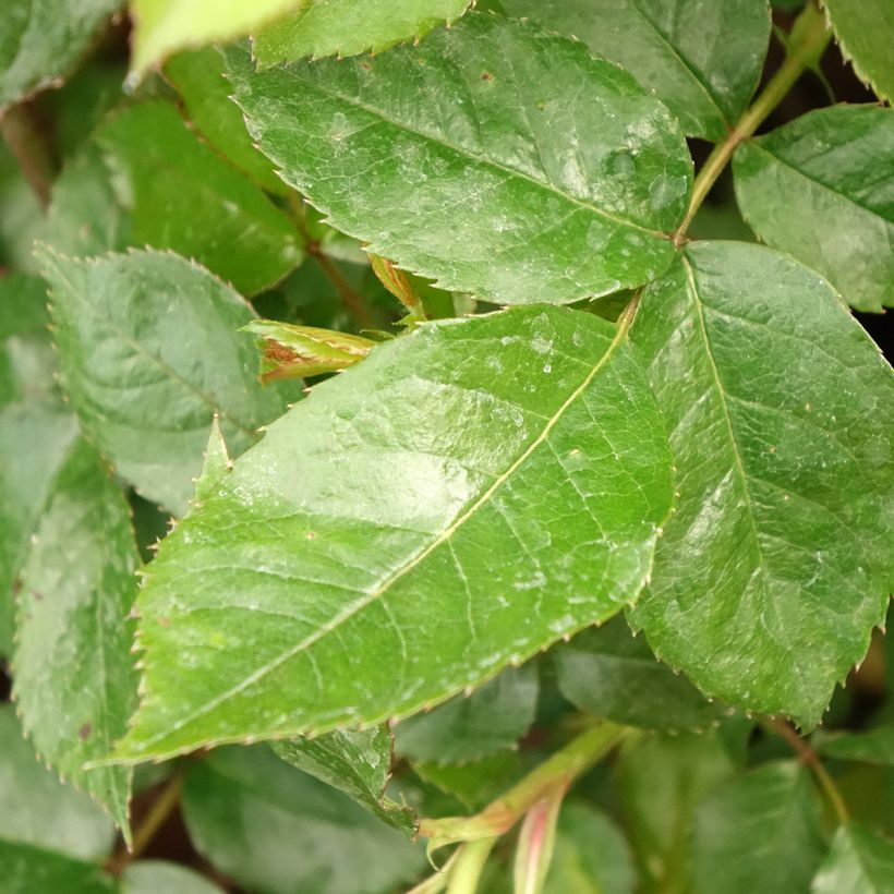 Rosal Havanna (Follaje)