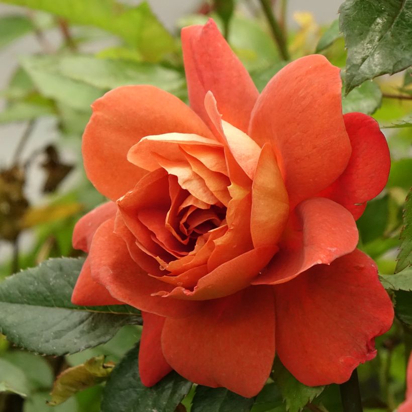 Rosal Havanna (Floración)