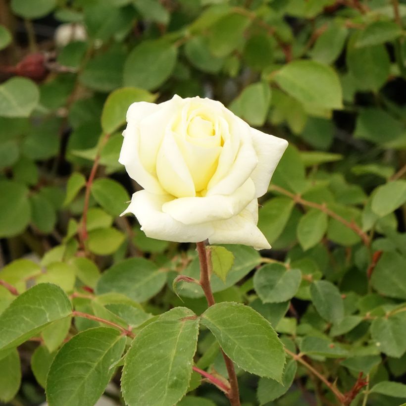Rosal Love letter (Floración)