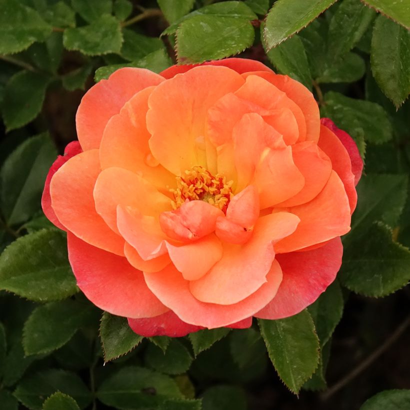Rosal Sugar Candy Rose - Rosal enano (Floración)