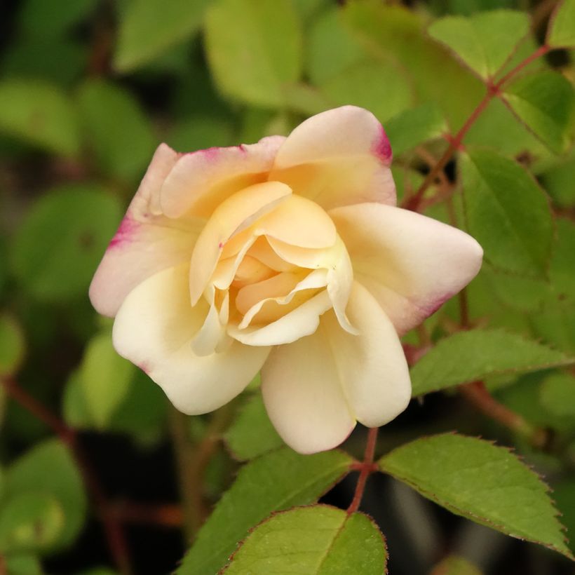 Rosal Apricot Bells (Floración)