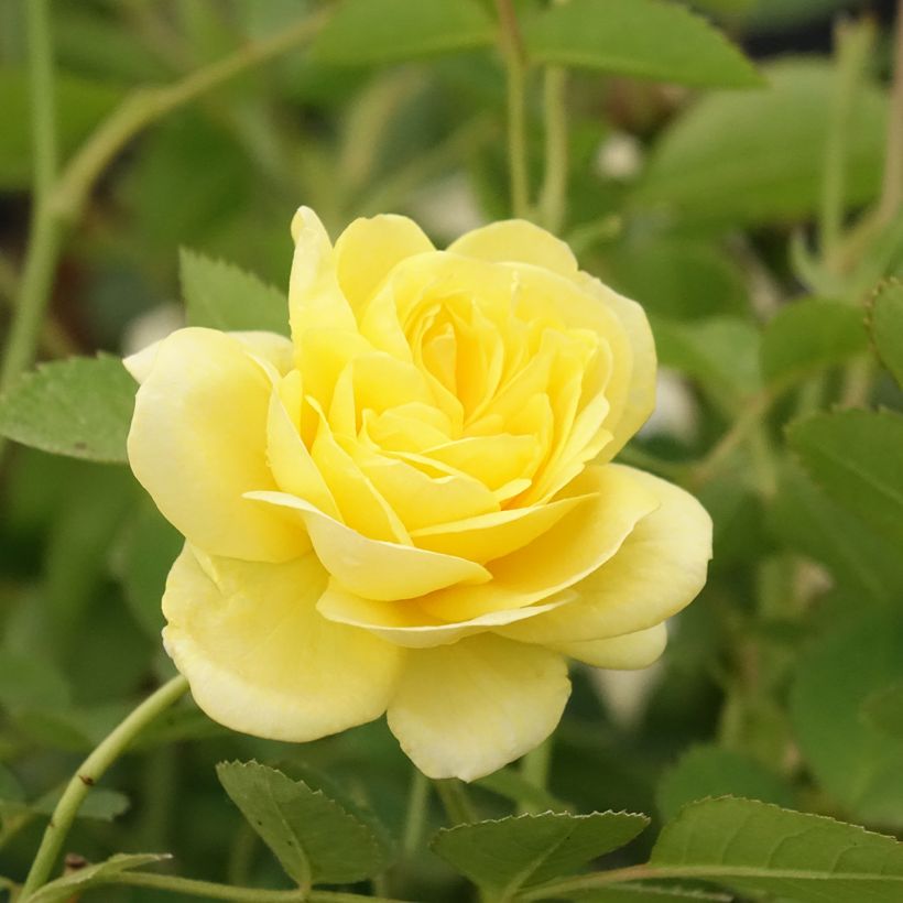 Rosa polyantha Golden Border (Floración)