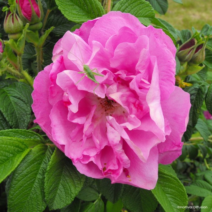 Rosa rugosa Angelia Pink (Floración)