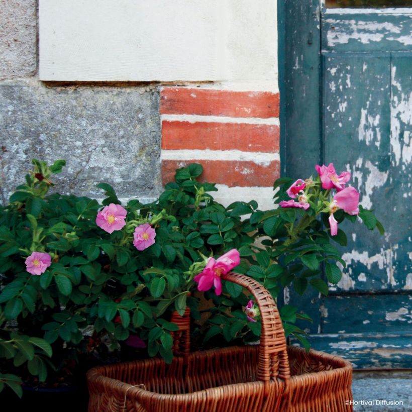 Rosa rugosa Angelia Pink (Porte)
