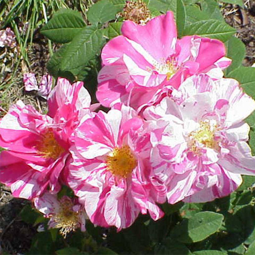 Rosal gallica Versicolor - Rosal de Castilla (Floración)