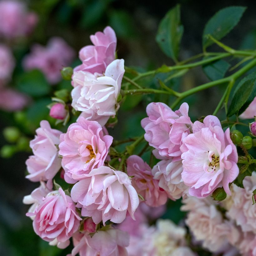 Rosal Siluetta Lavender - Rosal trepador (Floración)