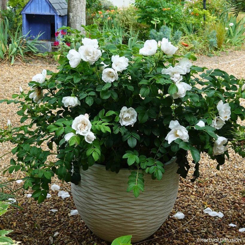 Rosal rugosa Angelia White (Porte)