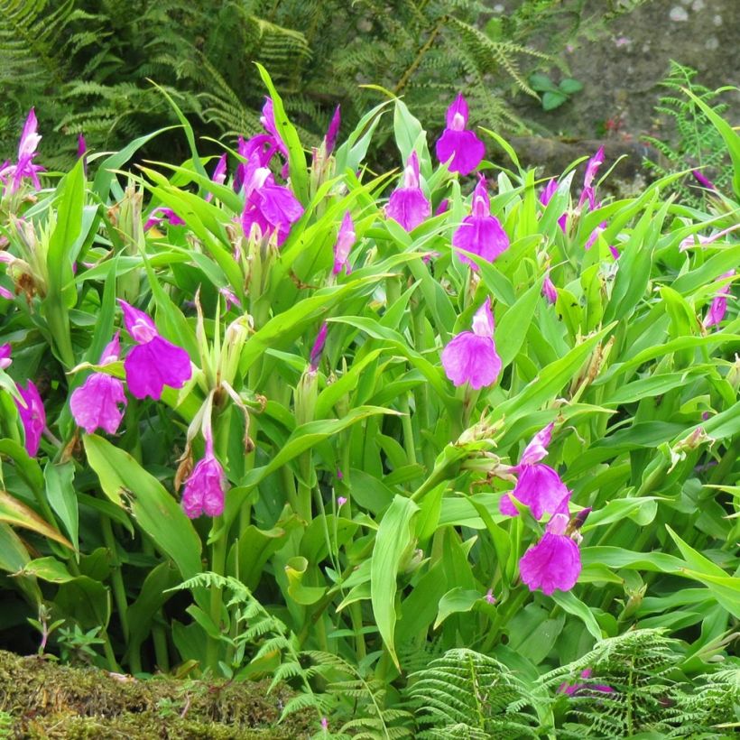 Roscoea purpurea (Porte)