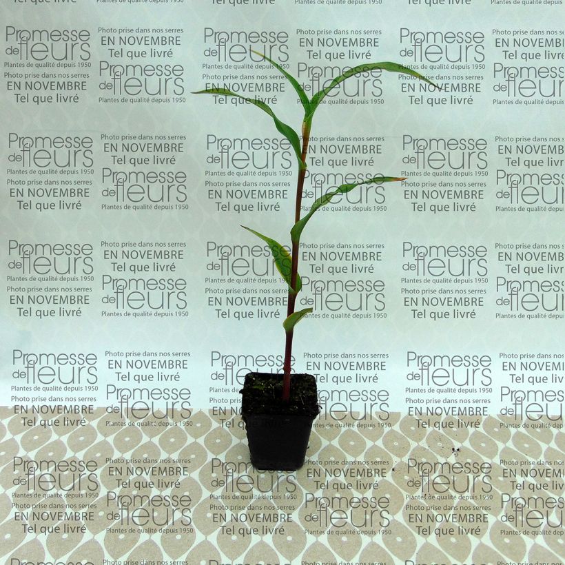 Ejemplo de ejemplar de Roscoea purpurea Dalaï Lama Bulbo calibre I tal y como se entrega