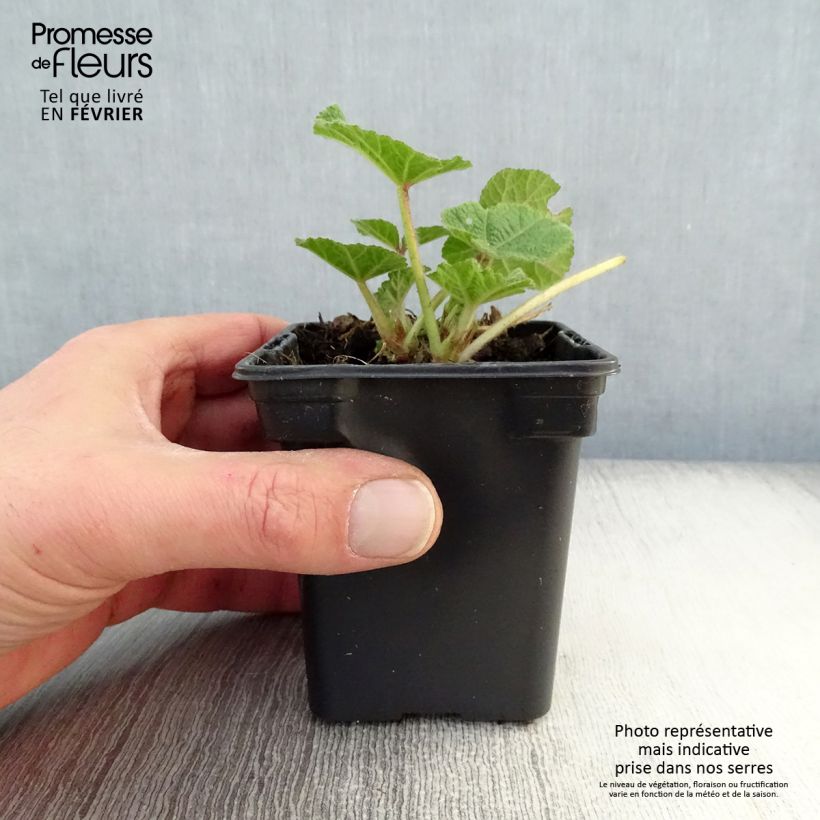 Alcea rosea Chatter's Red - Malva real Maceta de 7/8 cm Ejemplar entregado en invierno