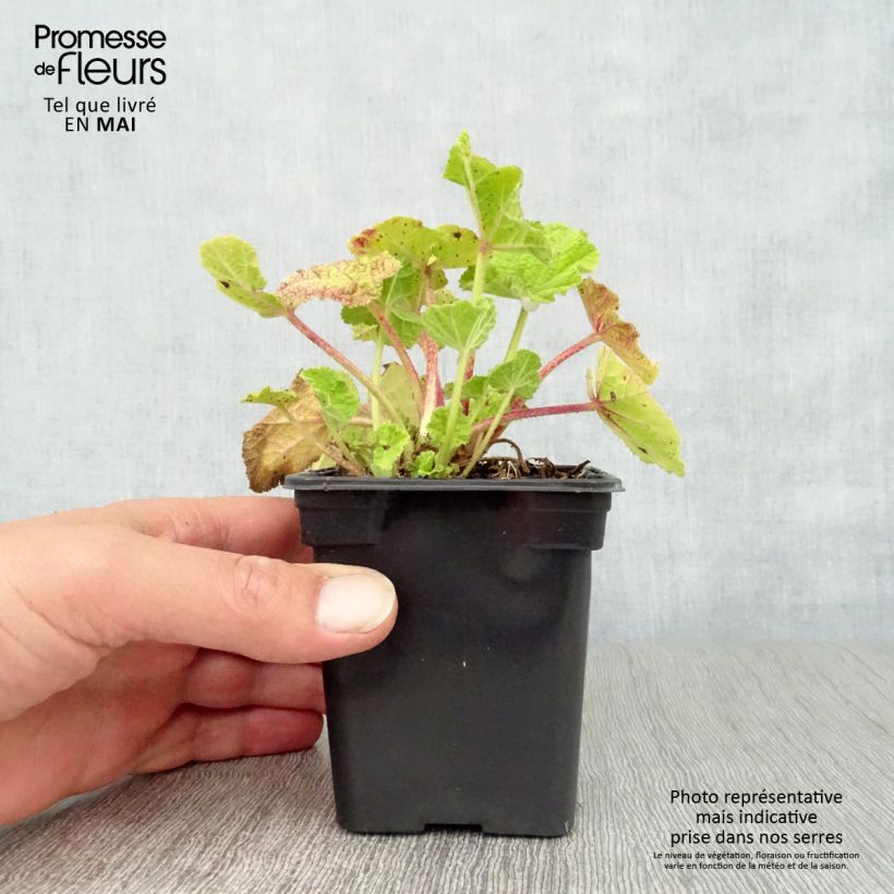 Alcea rosea Chatter's Red - Malva real Maceta de 7/8 cm Ejemplar entregado en la primavera