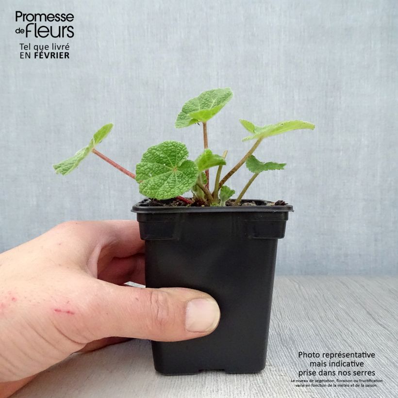Alcea rosea Nigra - Malva real Maceta de 7/8 cm Ejemplar entregado en invierno