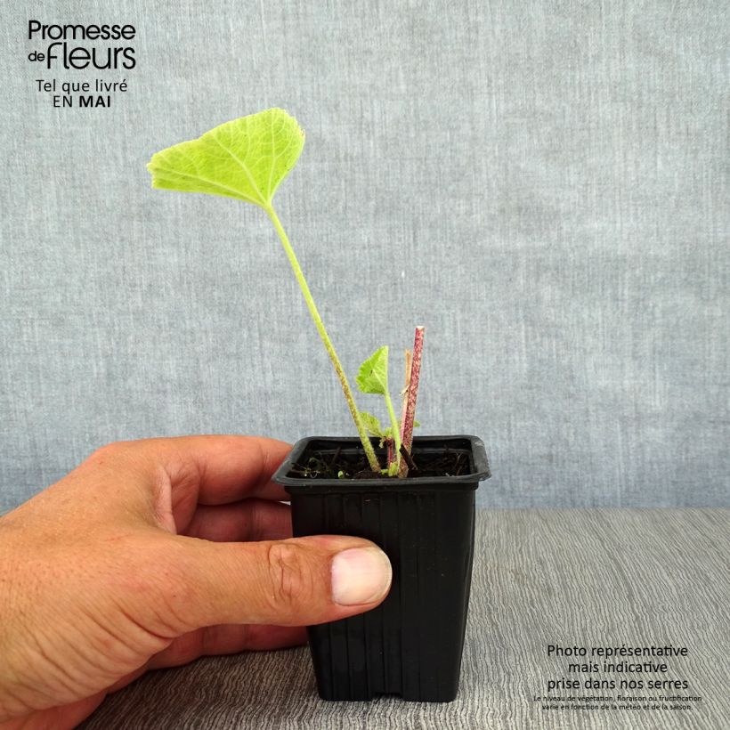 Alcea rosea Nigra - Malva real Maceta de 7/8 cm Ejemplar entregado en la primavera