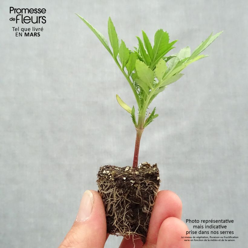 Tagetes erecta F1 Taishan Mix Bandeja de semillero: cepellón 3,8 cm x 3,2 cm en bandeja de cultivo por 16 Ejemplar entregado en la primavera