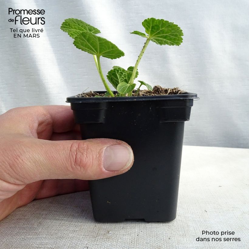 Alcea rosea Chater's Double White - Malva real Maceta de 7/8 cm Ejemplar entregado en la primavera