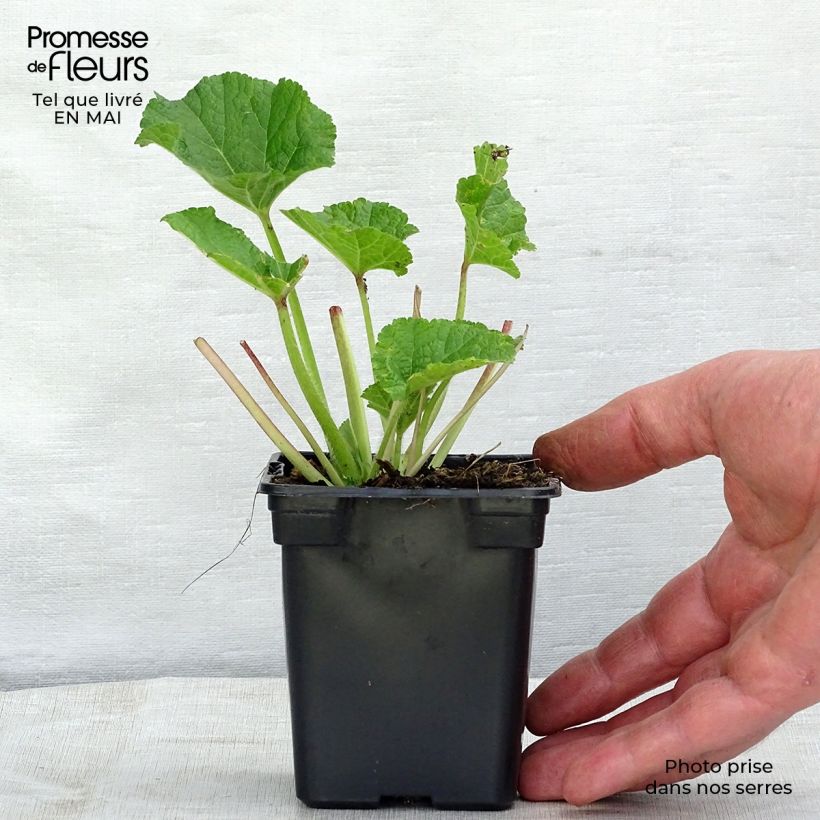 Alcea rosea Chater's Double Rose - Malva real Maceta de 7/8 cm Ejemplar entregado en la primavera