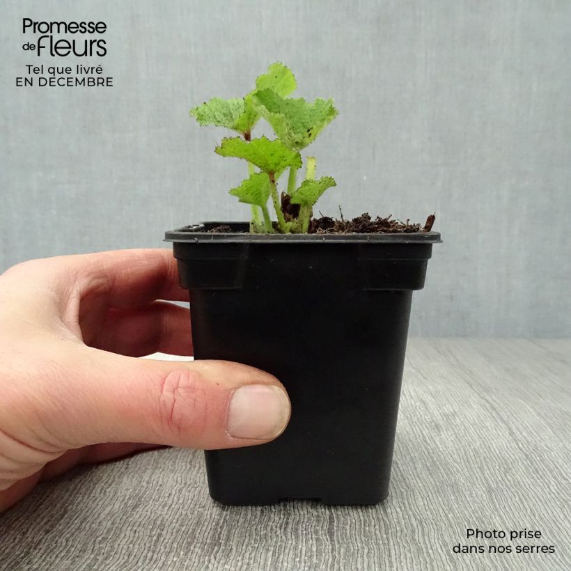 Alcea rosea Chater's Double Rose - Malva real Maceta de 7/8 cm Ejemplar entregado en invierno