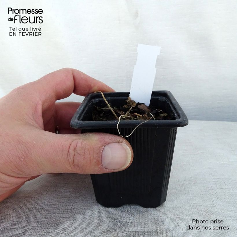 Alcea rosea Chater's Double pourpre - Malva real Maceta de 8/9 cm Ejemplar entregado en invierno