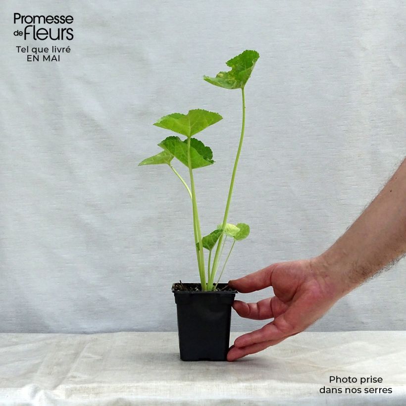 Alcea rosea Chater's Double saumon - Malva real Maceta de 7/8 cm Ejemplar entregado en la primavera