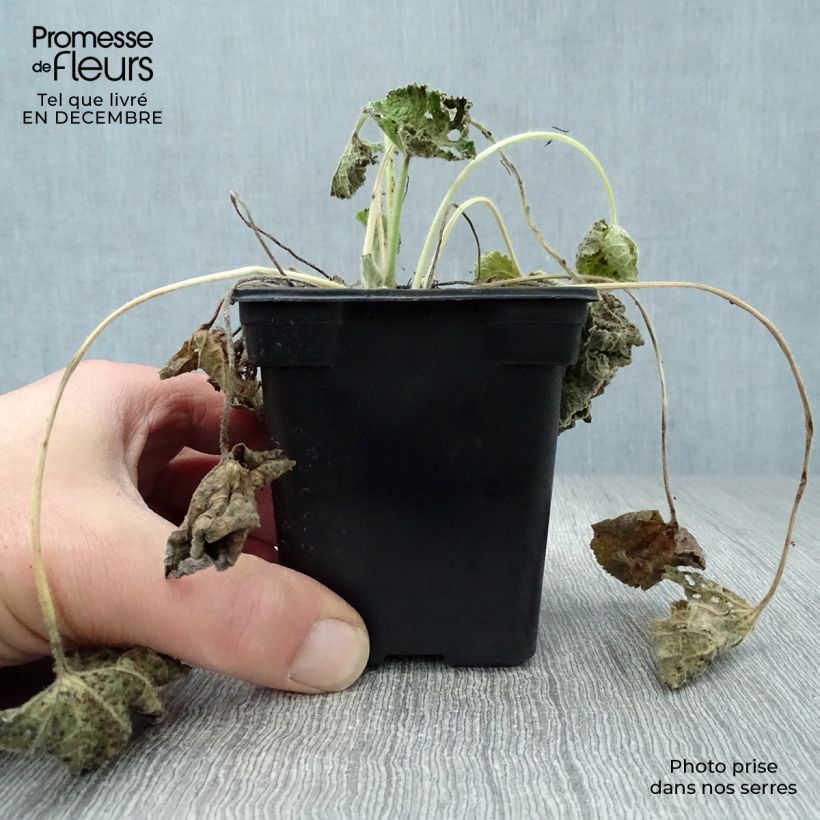 Alcea rosea Chater's Double saumon - Malva real Maceta de 7/8 cm Ejemplar entregado en invierno