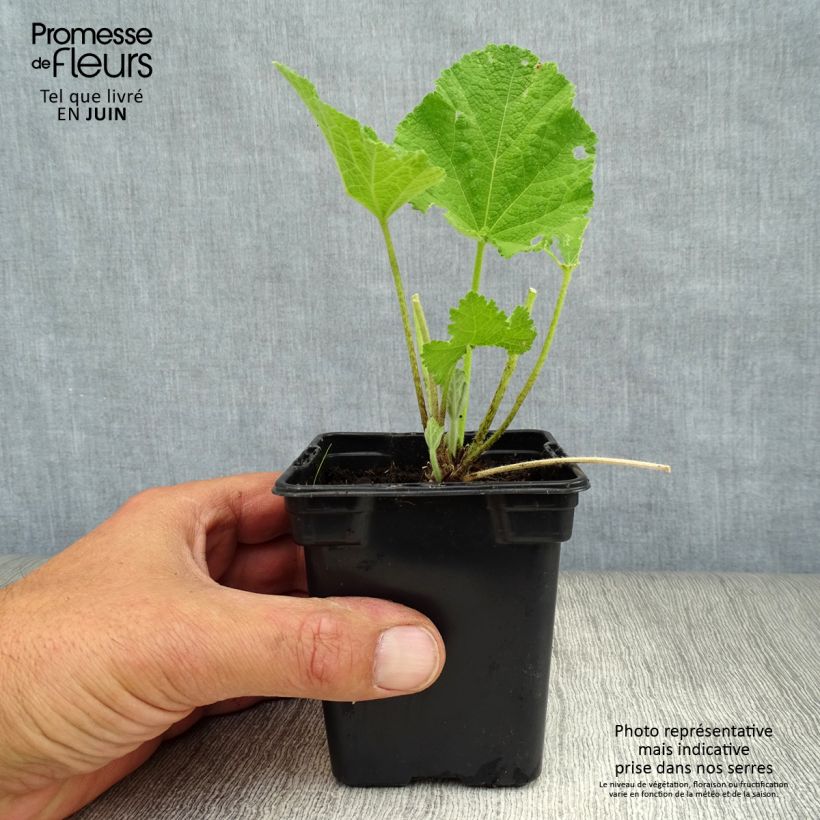 Ejemplar de Alcea rosea Chater's Double Rose - Malva real Maceta de 7/8 cm entregado en verano