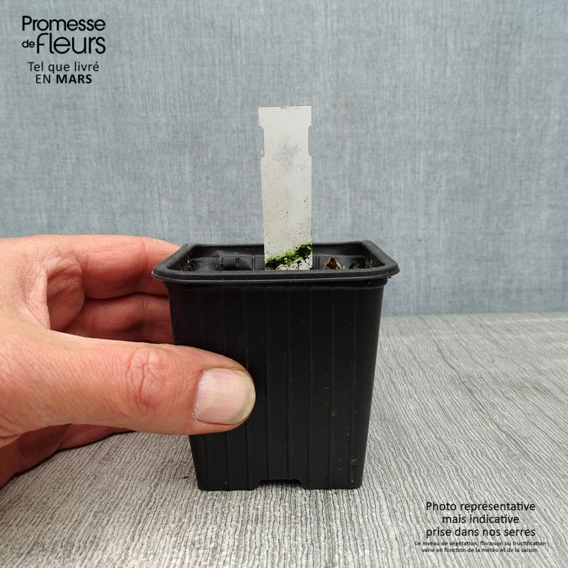 Alcea rosea Chater's Double Violet - Malva real Maceta de 8/9 cm Ejemplar entregado en la primavera