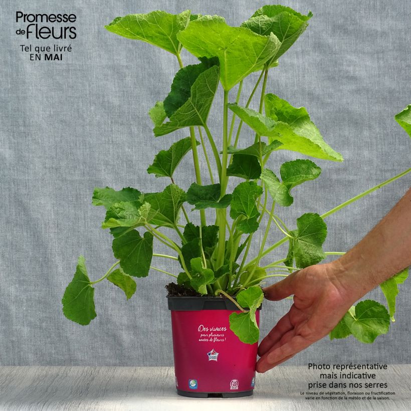 Alcea rosea Pleniflora Red - Malva real Maceta 2L/3L Ejemplar entregado en la primavera