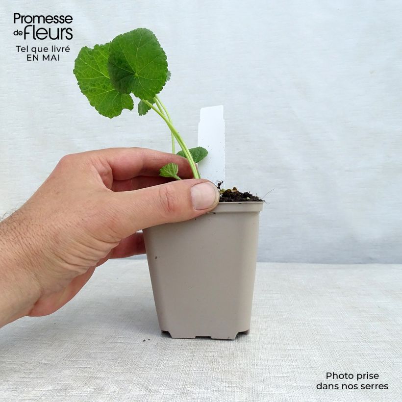 Alcea rosea Sunshine - Malva real Maceta de 8/9 cm Ejemplar entregado en la primavera