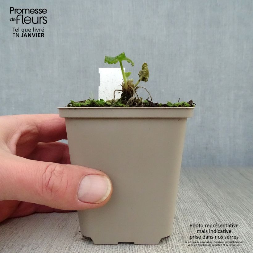 Alcea rosea Sunshine - Malva real Maceta de 8/9 cm Ejemplar entregado en invierno