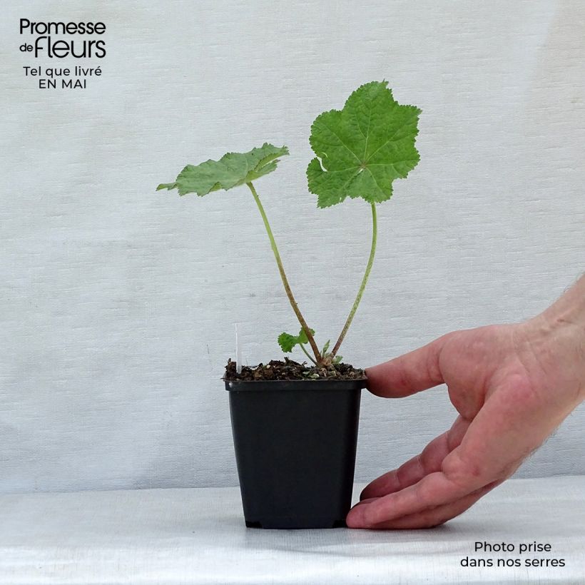 Alcea rugosa - Malva real Maceta de 8/9 cm Ejemplar entregado en la primavera