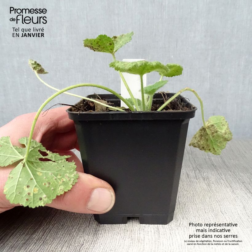 Alcea rugosa - Malva real Maceta de 8/9 cm Ejemplar entregado en invierno