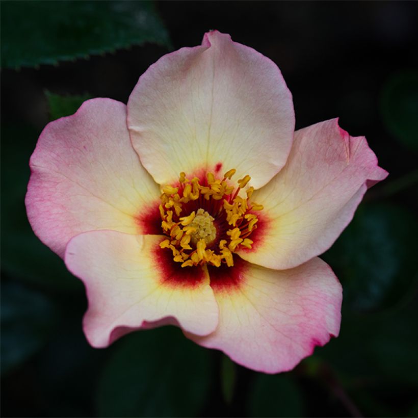 Rosal Alissar Princess of Phoenicia - Persian Rose (Floración)