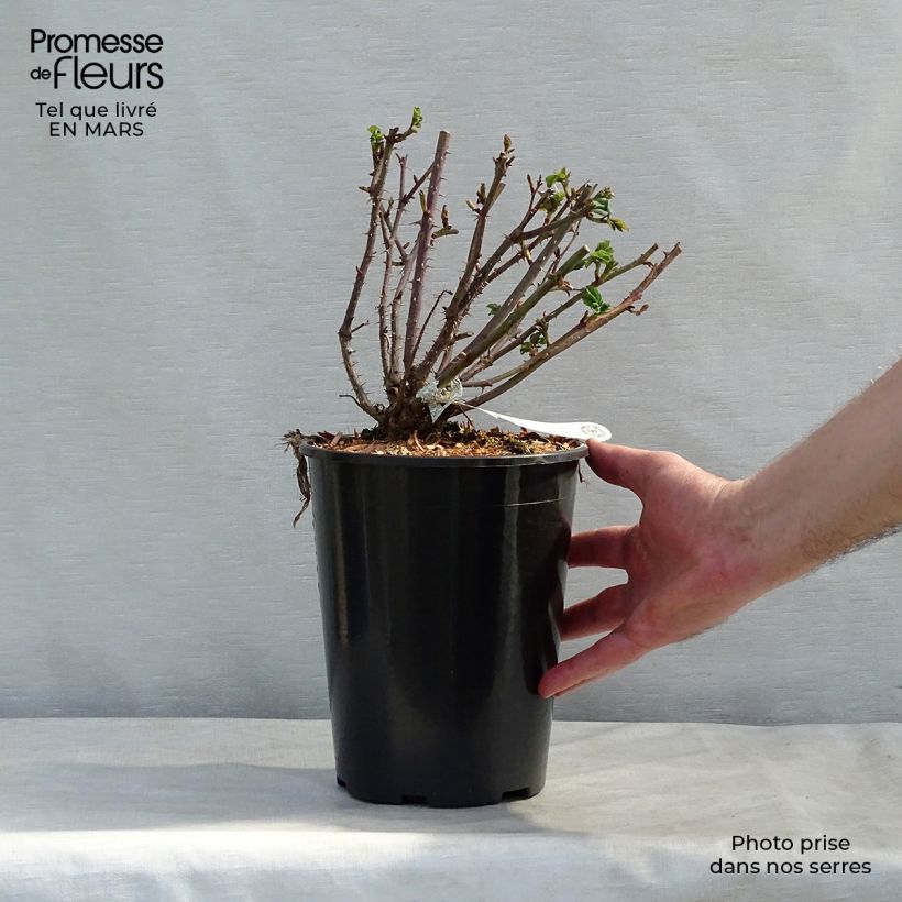 Rosal The Mayflower Maceta 4L/5L Ejemplar entregado en invierno