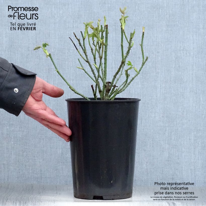 Rosal Rosier Baronne Prévost Maceta 4L/5L Ejemplar entregado en invierno