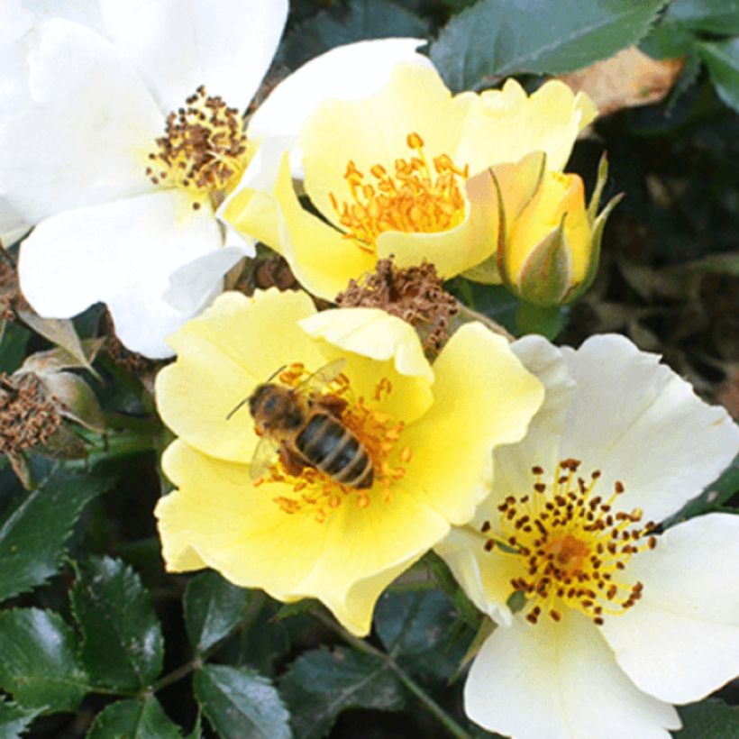 Rosa Bee Gold (Floración)