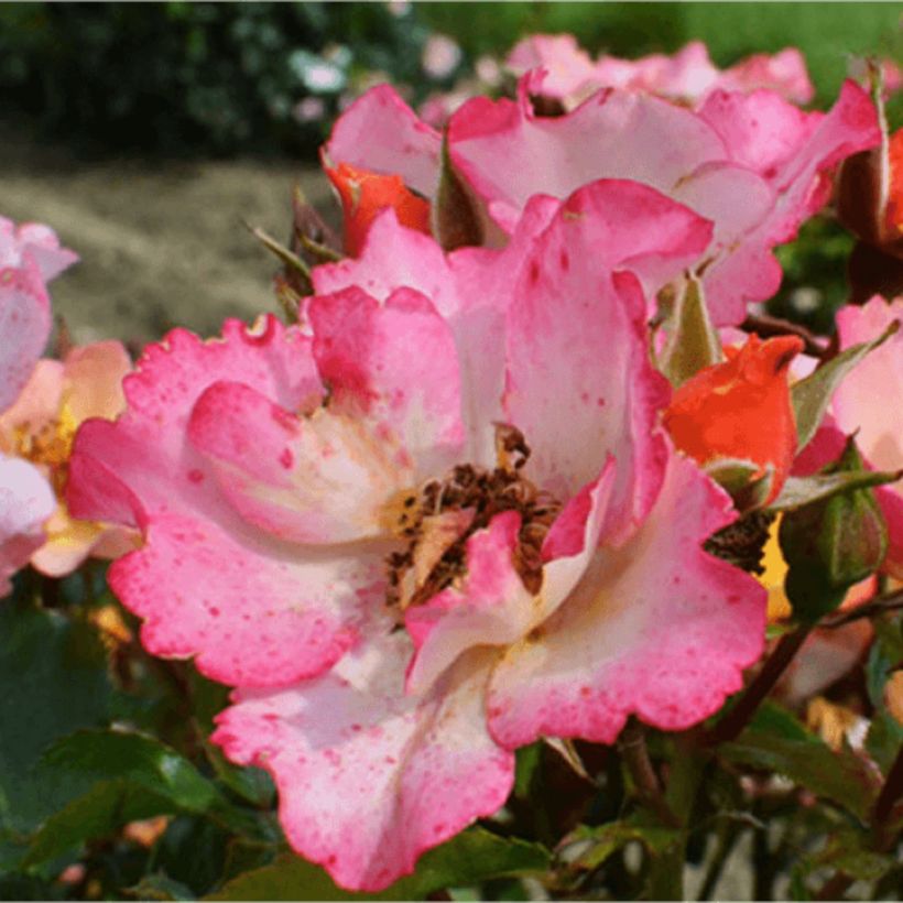 Rosa Bee Proud (Floración)