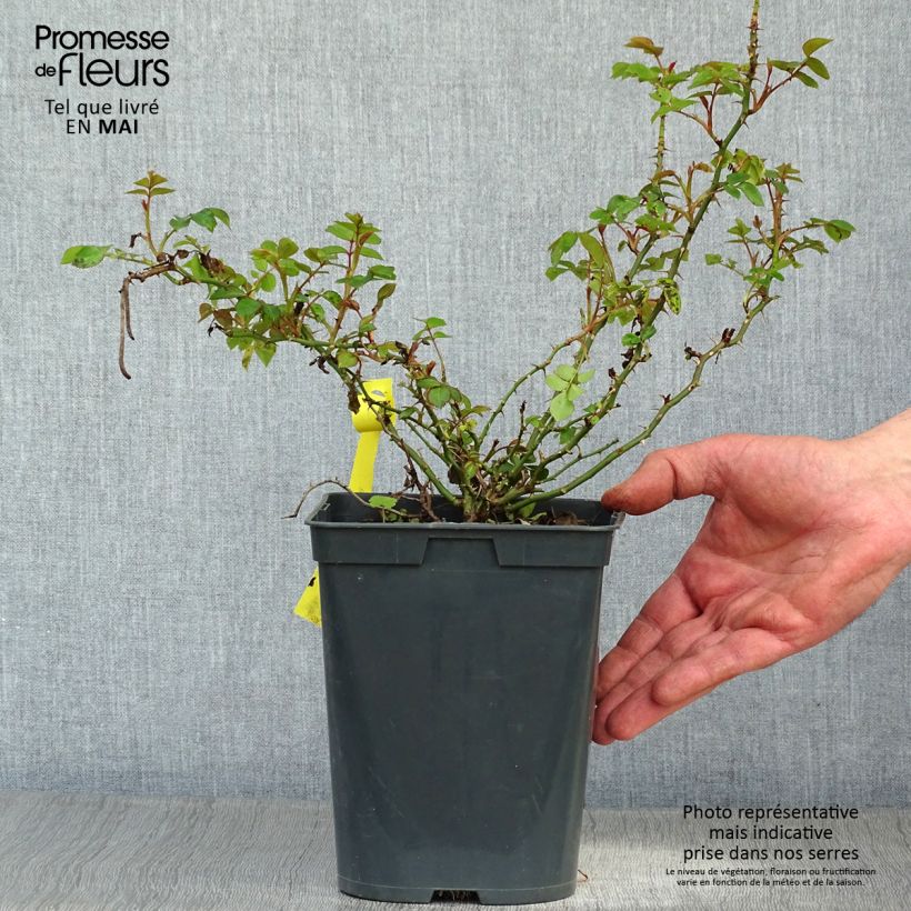 Rosal Bees Paradise Gelb Maceta 3L/4L Ejemplar entregado en la primavera