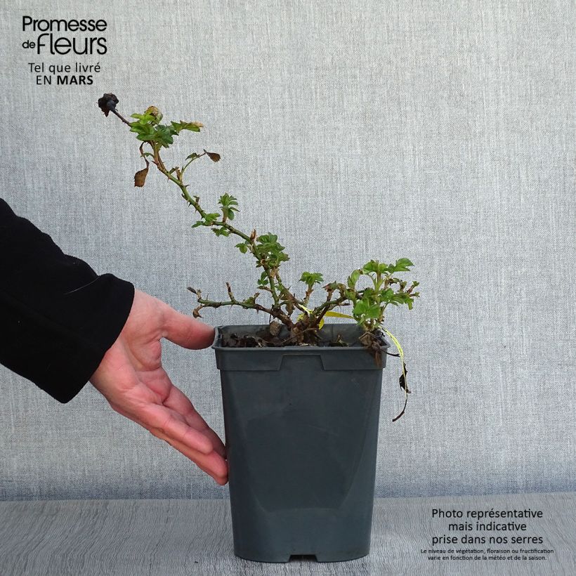 Rosal Bees Paradise Mango Maceta 3L/4L Ejemplar entregado en invierno